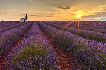 Rural house with tree in a lavender crop at dawn, Plateau de Valensole, Alpes-de-Haute-Provence, Provence-Alpes-Cote d'Azur, France, Europe