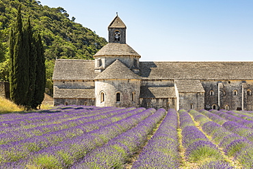 Lavender crop in front of Senanque Abbey, Gordes, Vaucluse, Provence-Alpes-Cote d'Azur, France, Europe