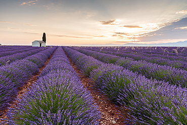 Rural house with tree in a lavender crop at dawn, Plateau de Valensole, Alpes-de-Haute-Provence, Provence-Alpes-Cote d'Azur, France, Europe