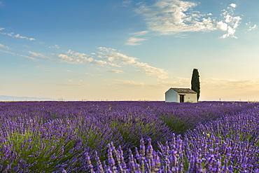 Rural house with tree in a lavender crop, Plateau de Valensole, Alpes-de-Haute-Provence, Provence-Alpes-Cote d'Azur, France, Europe