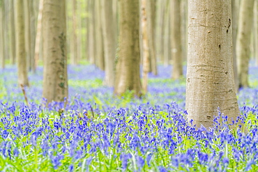 Beechwood with bluebell flowers on the ground, Halle, Flemish Brabant province, Flemish region, Belgium, Europe