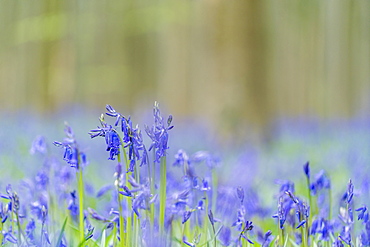 Close-up of bluebell flowers, Halle, Flemish Brabant province, Flemish region, Belgium, Europe