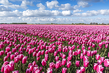 Pink and white tulips and clouds in the sky, Yersekendam, Zeeland province, Netherlands, Europe