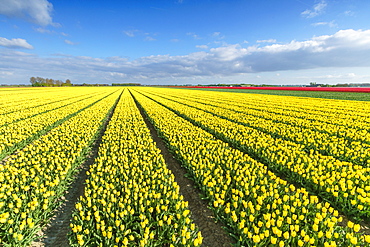 Yellow tulips in field, Yersekendam, Zeeland province, Netherlands, Europe