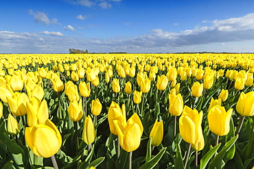 Yellow tulips in a field, Yersekendam, Zeeland province, Netherlands, Europe