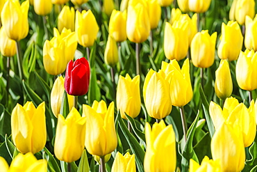 Single red tulip in a field of yellow tulips, Yersekendam, Zeeland province, Netherlands, Europe