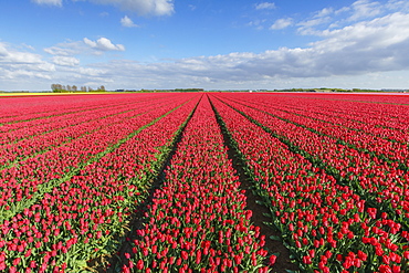 Red tulips in field, Yersekendam, Zeeland province, Netherlands, Europe