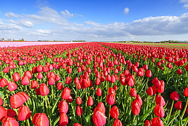 Red tulips in field, Yersekendam, Zeeland province, Netherlands, Europe