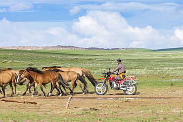 Mongolian nomadic man on motorbike gathering horses, Middle Gobi province, Mongolia, Central Asia, Asia