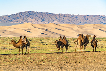 Camels and sand dunes of Gobi desert in the background, Sevrei district, South Gobi province, Mongolia, Central Asia, Asia