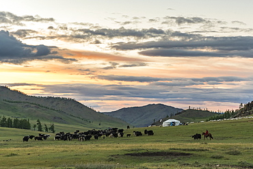 Shepherd on horse rounding up yaks at sunset, Burentogtokh district, Hovsgol province, Mongolia, Central Asia, Asia