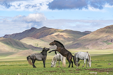 Wild horses playing and grazing and Khangai mountains in the background, Hovsgol province, Mongolia, Central Asia, Asia