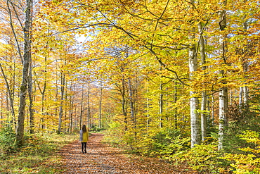 Woman walking in a beech tree forest in autumn, Bad Tolz-Wolfratshausen district, Bavaria, Germany, Europe