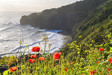 Poppy flowers and Crane viewpoint in the background, Faial, Santana municipality, Madeira, Portugal, Atlantic, Europe