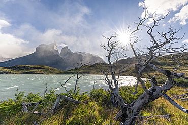 Dead trees with Lake Nordenskjold and Paine Horns in the background in autumn, Torres del Paine National Park, Chile, South America