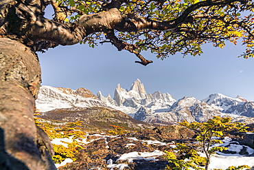 Fitz Roy range peaks with tree in autumnal landscape, El Chalten, Los Glaciares National Park, UNESCO World Heritage Site, Santa Cruz province, Argentina, South America