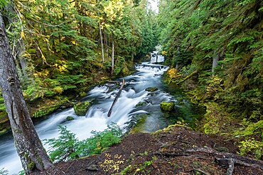 Sahalie Falls in autumn, McKenzie Bridge, Lane county, Oregon, United States of America, North America