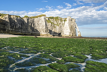 Porte d'Aval with low tide and seaweed on the beach, Etretat, Normandy, France, Europe