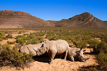 A young rhino and family, Aquila Safari Game Reserve, Cape Town, South Africa, Africa