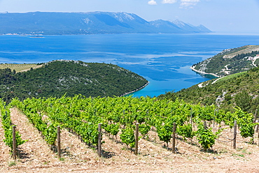 Coastal winery on the hills of the Dalmatian Coast, Croatia, Europe