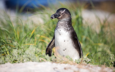 African penguin (jackass penguin) (Spheniscus demersus), Boulders Beach. Boulders Penguin Colony, Simon's Town, Cape Peninsula, South Africa, Africa