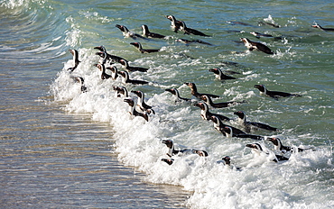 Penguins swimming in on the tide at Boulders Beach, Boulders Penguin Colony, Simon's Town, Cape Peninsula, South Africa, Africa