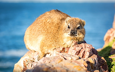 Rock Dassie (hyrax) in Hermanus, Western Cape, South Africa, Africa