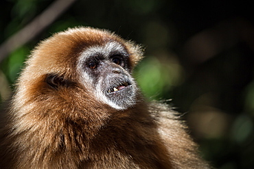 Female Gibbon at Monkeyland Primate Sanctuary in Plettenberg Bay, South Africa, Africa