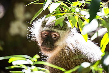 Vervet Monkey at Monkeyland Primate Sanctuary in Plettenberg Bay, South Africa, Africa