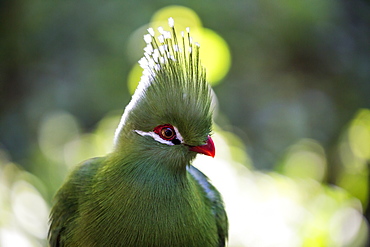 A forest bird at Birds of Eden in Plettenberg Bay, South Africa, Africa