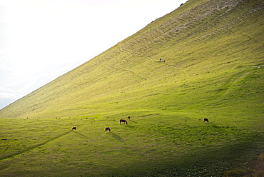 Horses in the fields at sunset, Monte Cucco Park, Apennines, Umbria, Italy, Europe