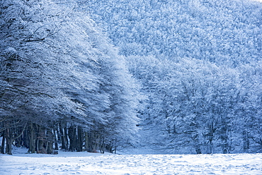 Forest with snow in winter, Monte Cucco Park, Apennines, Umbria, Italy, Europe