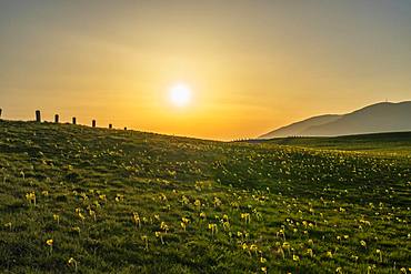 Blooming fields in spring at sunset, Mount Petrano, Marche, Italy, Europe