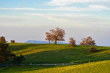 Blooming fields in spring at sunset, Mount Petrano, Marche, Italy, Europe