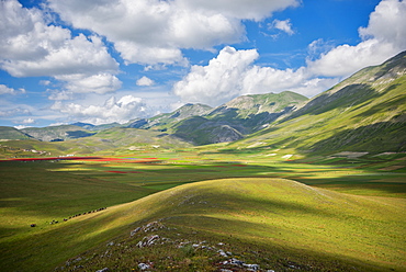 Horses on plateau Piano Grande di Castelluccio di Norcia, Sibillini National Park, Umbria, Italy, Europe