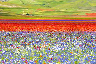 Flowers blooming on plateau Piano Grande, Sibillini National Park, Umbria, Italy, Europe