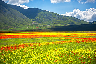 Flowers blooming on plateau Piano Grande, Sibillini National Park, Umbria, Italy, Europe