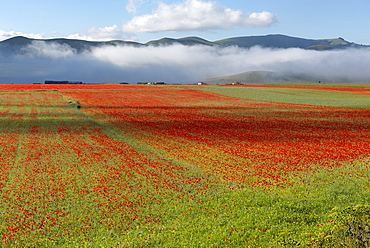 Flowers blooming on plateau Piano Grande, Sibillini National Park, Umbria, Italy, Europe