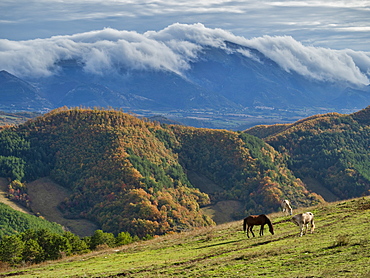 Horses grazing by Apennine Mountains in Italy, Europe