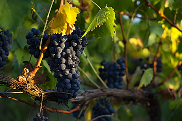 Grapevine at sunset in Montefalco, Italy, Europe