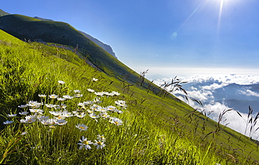 Mount Vettore in summer, Sibillini Mountains, Umbria, Italy, Europe