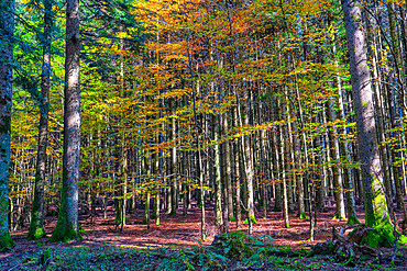 Forest in autumn, Casentinesi Forests National Park, Apennines, Tuscany, Italy, Europe