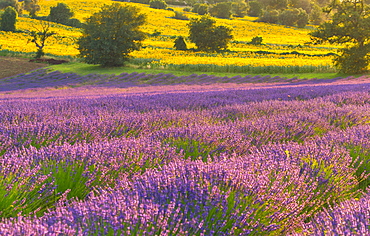 Lavender fields at sunset, Corinaldo, Marche, Italy, Europe