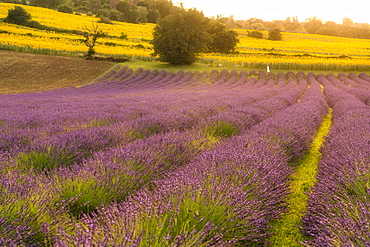 Lavender fields at sunset, Corinaldo, Marche, Italy, Europe