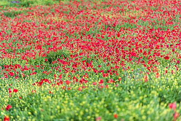 Poppies blooming in the fields, Umbertide, Umbria, Italy, Europe