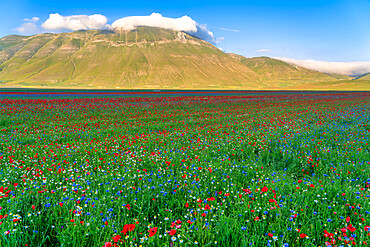 Flowers blooming on Piano Grande di Castelluccio di Norcia plateau, Sibillini Mountain range, Apennines, Umbria, Italy, Europe