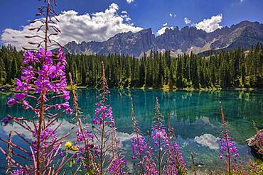 Latemar mountain range reflected in Lake Carezza (Karersee) in summer, South Tyrol, Dolomites, Italy, Europe