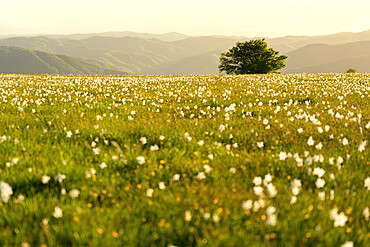 Lonely tree and flowers blooming on Mount Petrano in spring, Apennines, Marche, Italy, Europe