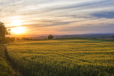 Meadows at sunset, Val d'Orcia (Orcia Valley), UNESCO World Heritage Site, Tuscany, Italy, Europe