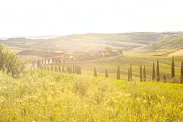 Farmhouse and cypresses, Val d'Orcia (Orcia Valley), UNESCO World Heritage Site, Tuscany, Italy, Europe